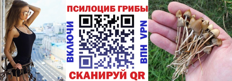 Купить закладки  Томмот  Псилоцибиновые грибы MAGIC MUSHROOMS 